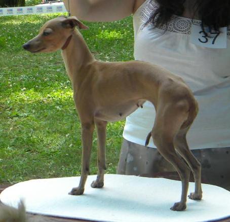 Chiquitita do castelo de alfaia