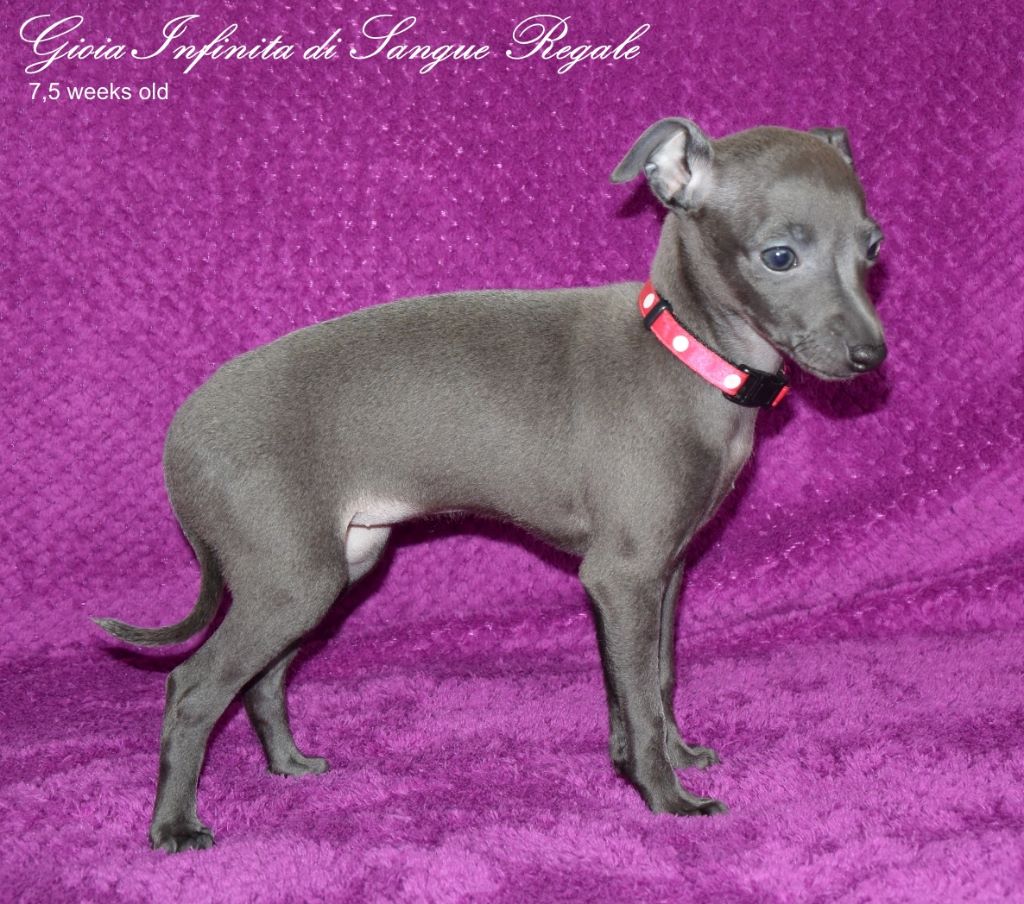 Di Sangue Regale - Chiots disponibles - Petit Levrier Italien